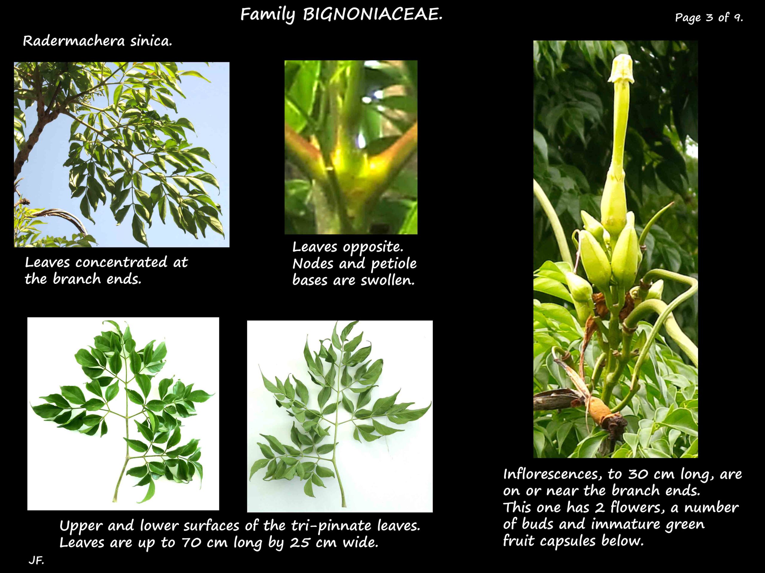 3 Radermachera sinica leaves